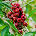 Fig Fruit