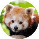 Red Panda Wallpaper New Tab Chrome extension download