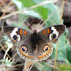 Common Buckeye