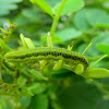 Orange-barred Sulphur caterpillar