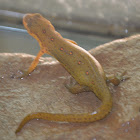 Red spotted newt