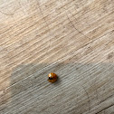 Ladybug