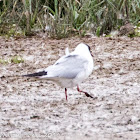 Black-headed Gull