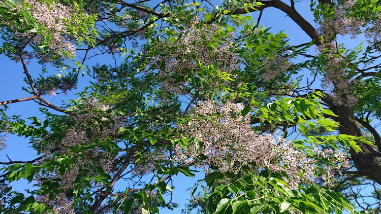 Z3 ロードスターのあのベンチ・琵琶湖・今日も仕事…😭に関するカスタム事例の投稿画像4枚目
