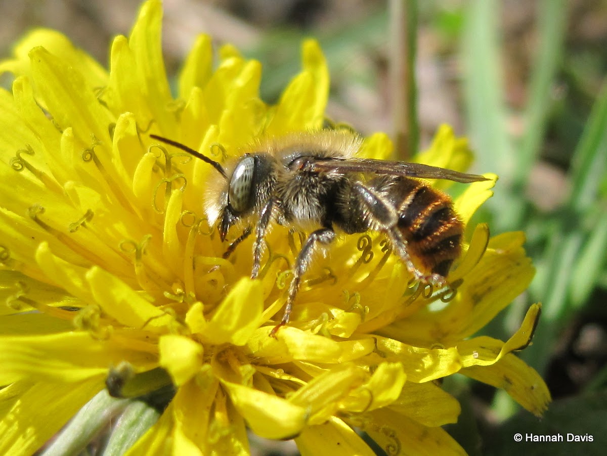 Mason bee