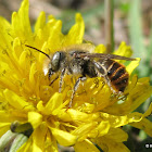 Mason bee