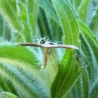 Morning Glory Plume Moth