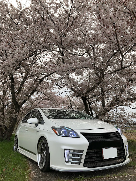 プリウスの毎年恒例・桜のトンネル・誰にも教えたくない場所に関するカスタム事例の投稿画像1枚目