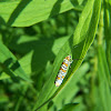 Ermine Moth