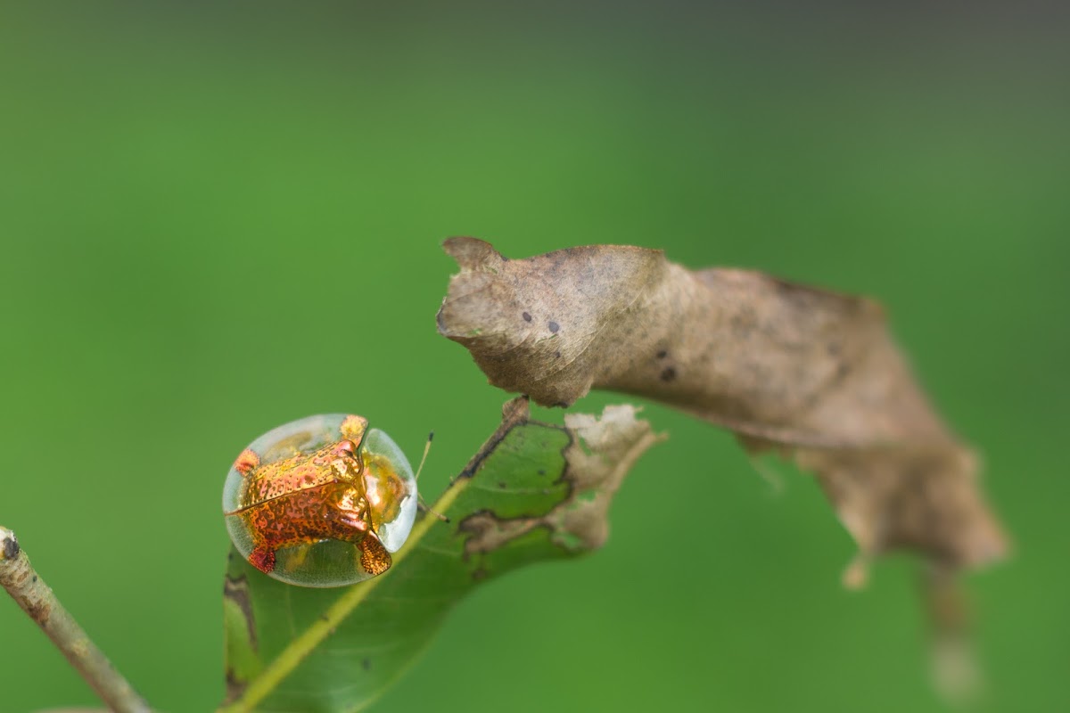 Golden Tortoise Beetle