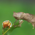 Golden Tortoise Beetle