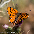 Lesser Spotted Fritillary