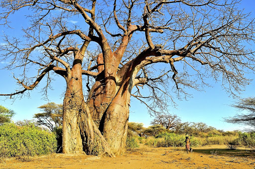 A baobab tree.