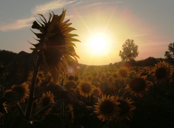 Il tramonto di Van Gogh di lauretta