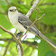 Tropical mockingbird