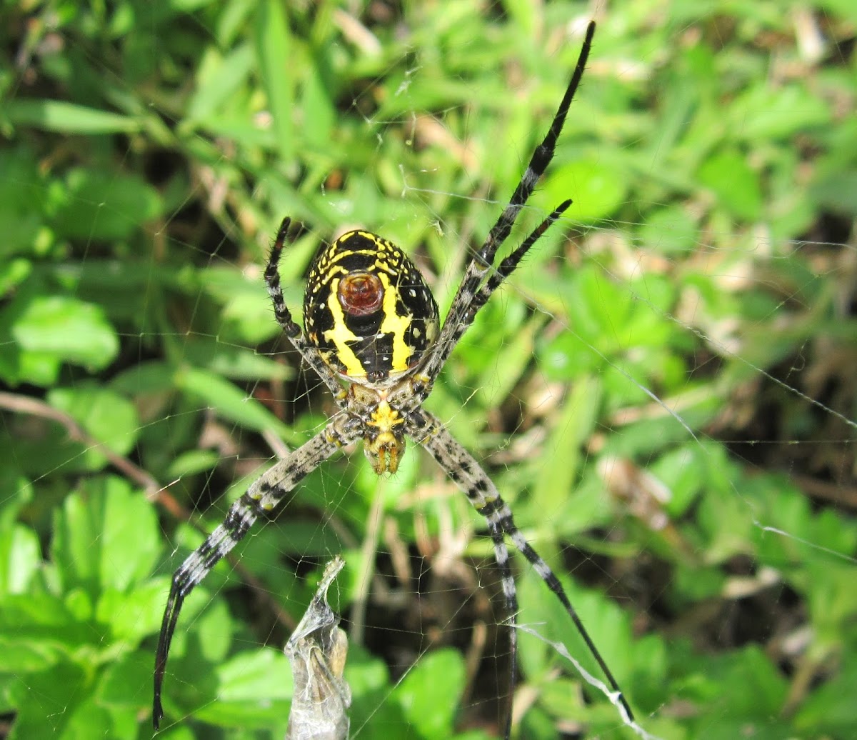 Golden orb-weaver, giant wood spider, or banana spider