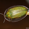 Color Change in Adult Physonota Tortoise Shell Beetle