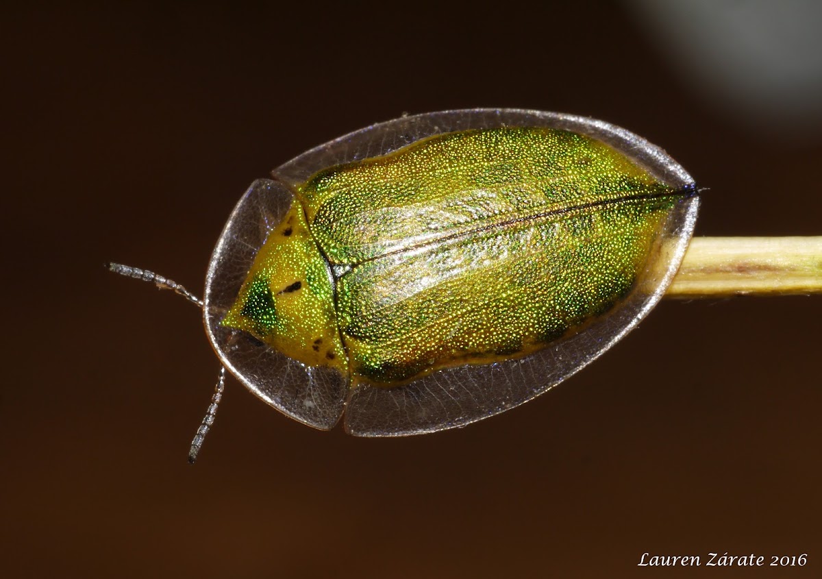 Color Change in Adult Physonota Tortoise Shell Beetle