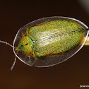 Color Change in Adult Physonota Tortoise Shell Beetle
