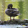 Mallard Duck