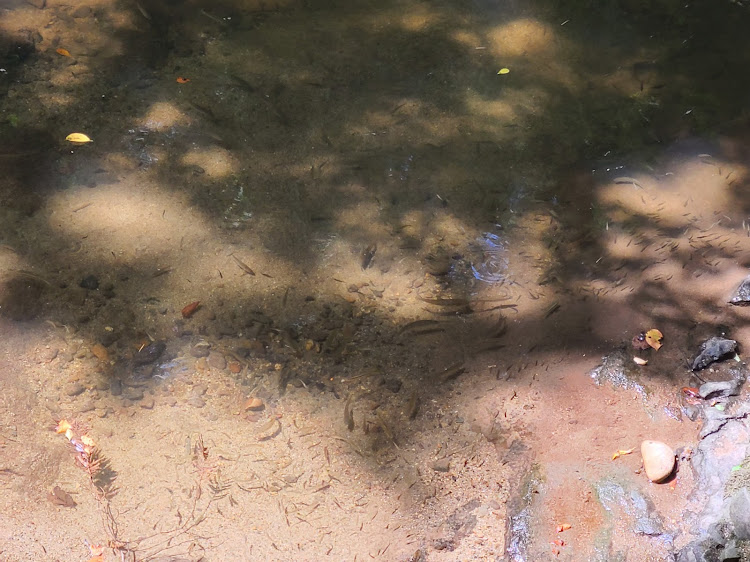 スペイドのTeamカレー味・スペイドくん♠の旅・相方は才能出し切れず…・スタバ・流しそうめんに関するカスタム事例の投稿画像15枚目