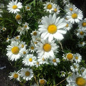 Lawn Daisy