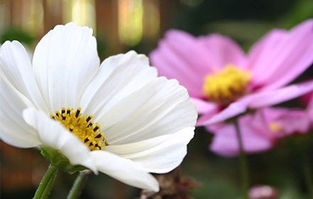 Spring Flowers small promo image