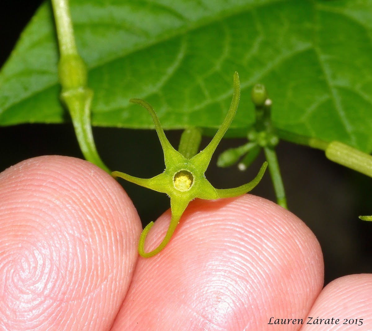 Wild Flower Vine