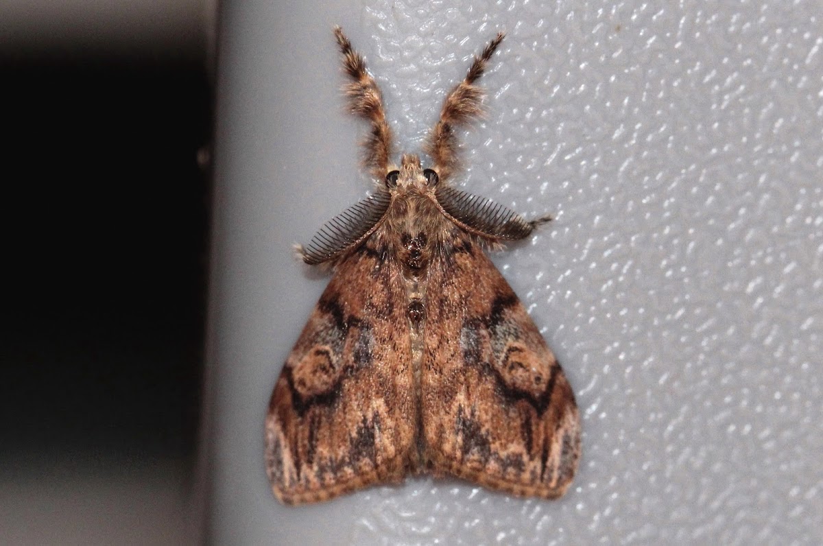 Painted Pine Moth