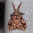 Painted Pine Moth