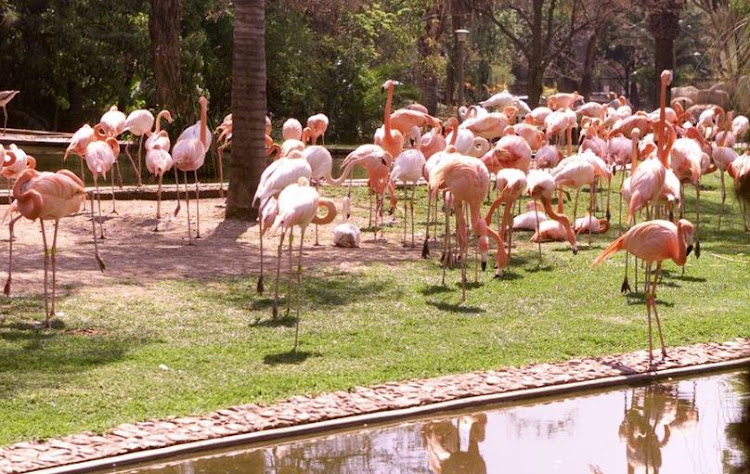 A flock of flamingos at the Pretoria Zoo, close to the Flamingo restuarant.