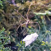 Marbled orb weaver