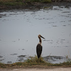 Saddle-billed Stork (Juvenile)