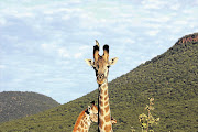 HERE'S LOOKING AT YOU: There are giraffes aplenty at Mokolodi Game Reserve near Gaborone. Pictures: Nicholeah Ogle