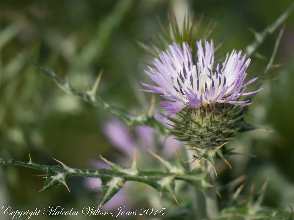 Purple Milk Thistle