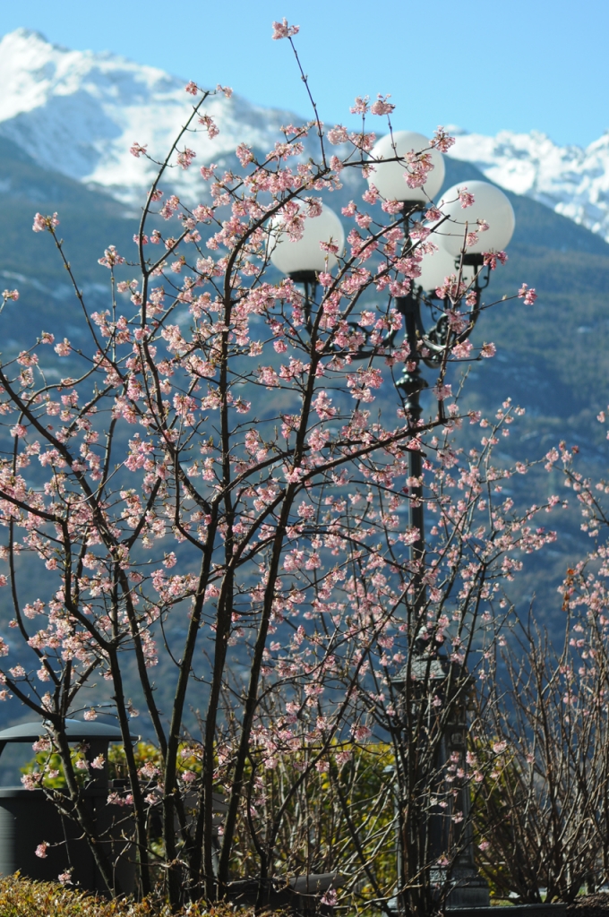 Profumi primaverili... di photop