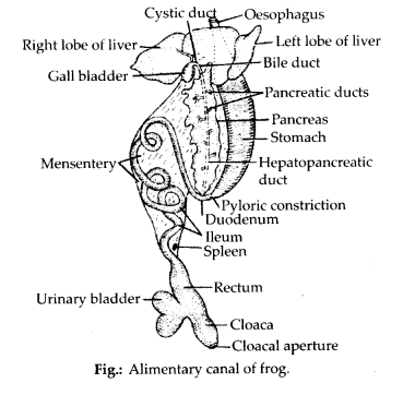 Solution Image