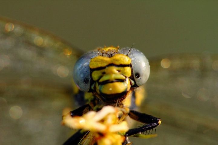 Faccia da libellula di lorespo