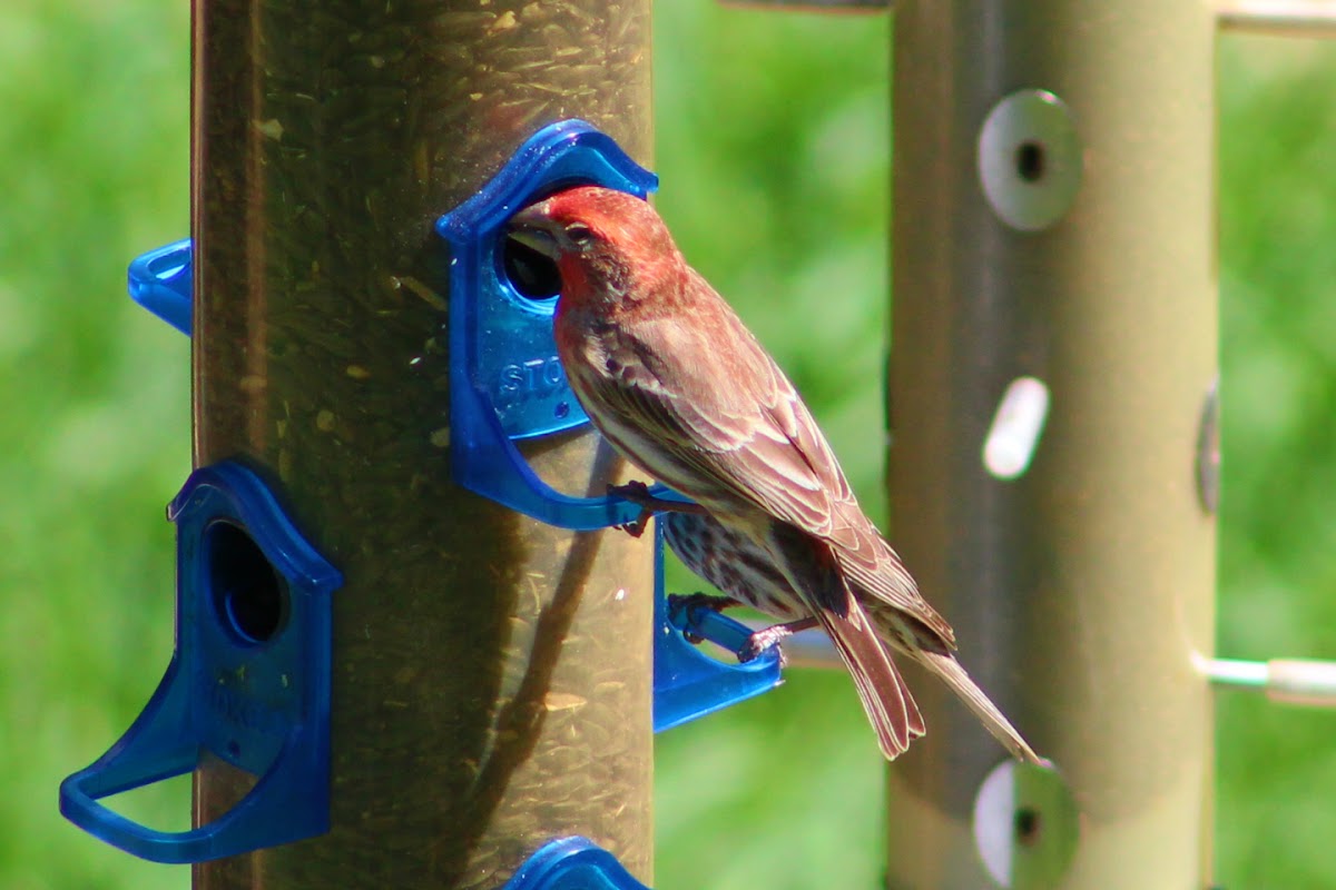 House Finch