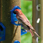 House Finch