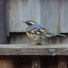 Varied Thrush