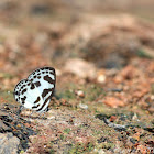 Banded Blue Pierrot