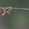 Mud Dauber Wasp