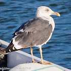 Lesser Black-backed Gull; Gaviota Sombría