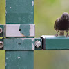 Black-faced Grassquit