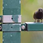 Black-faced Grassquit