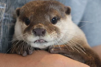 「カワウソ可愛い‼︎」のメインビジュアル