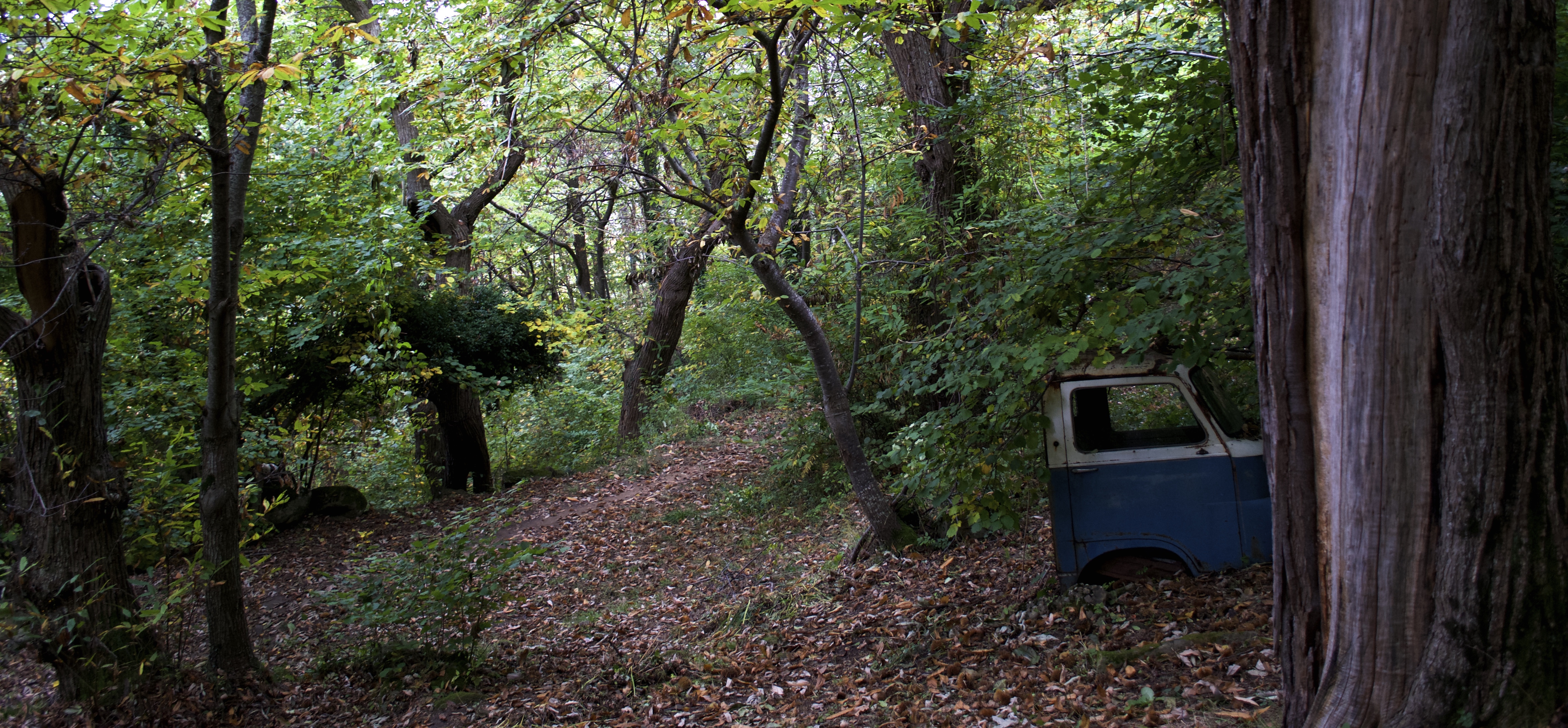 Nel bosco... di ariad3100