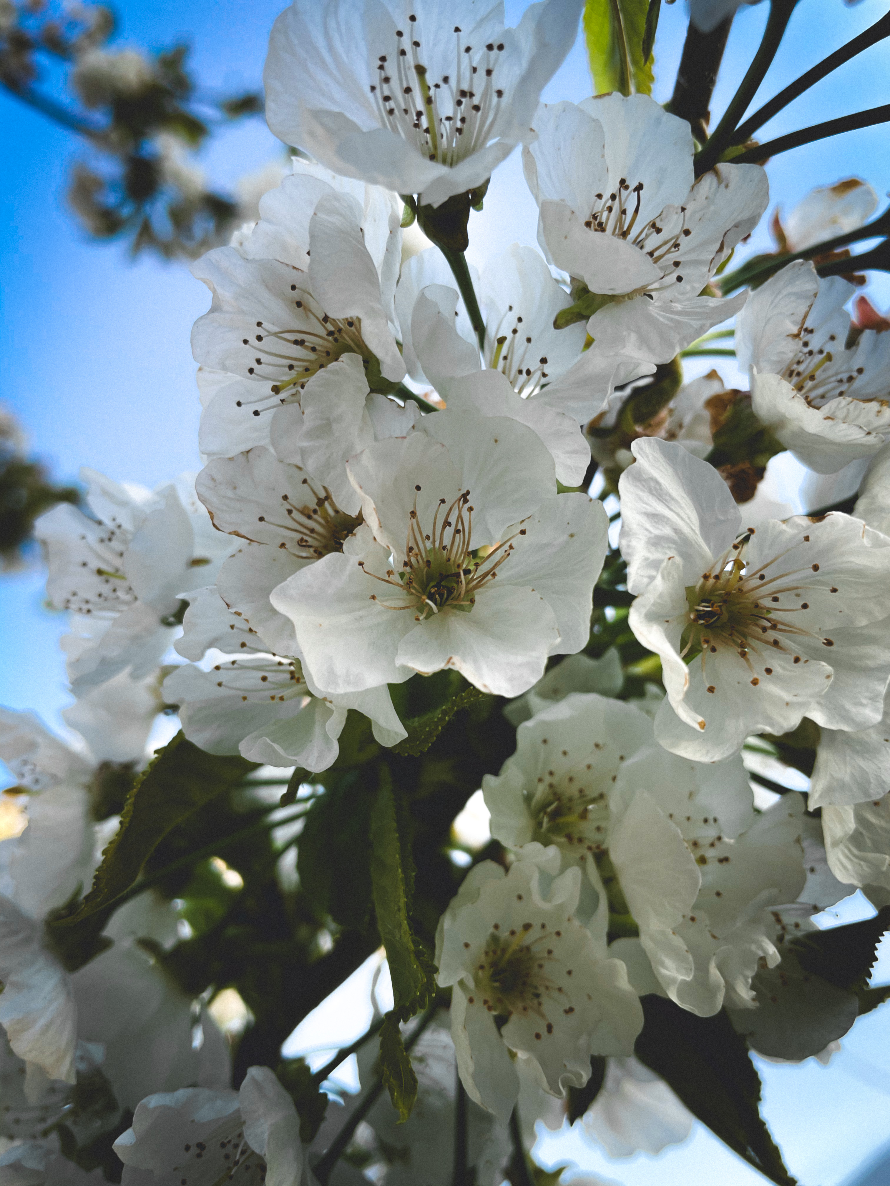 Vorrei fare con te quello che la primavera fa con i ciliegi. di molly94