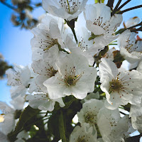 Vorrei fare con te quello che la primavera fa con i ciliegi. di 